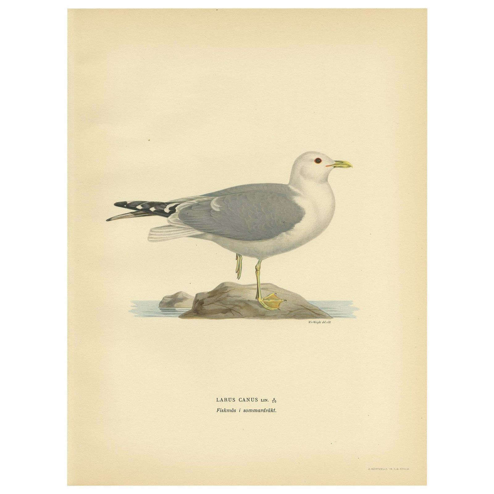 Antique Bird Print Of The Common Gull 'Summer' By Von Wright, 1929