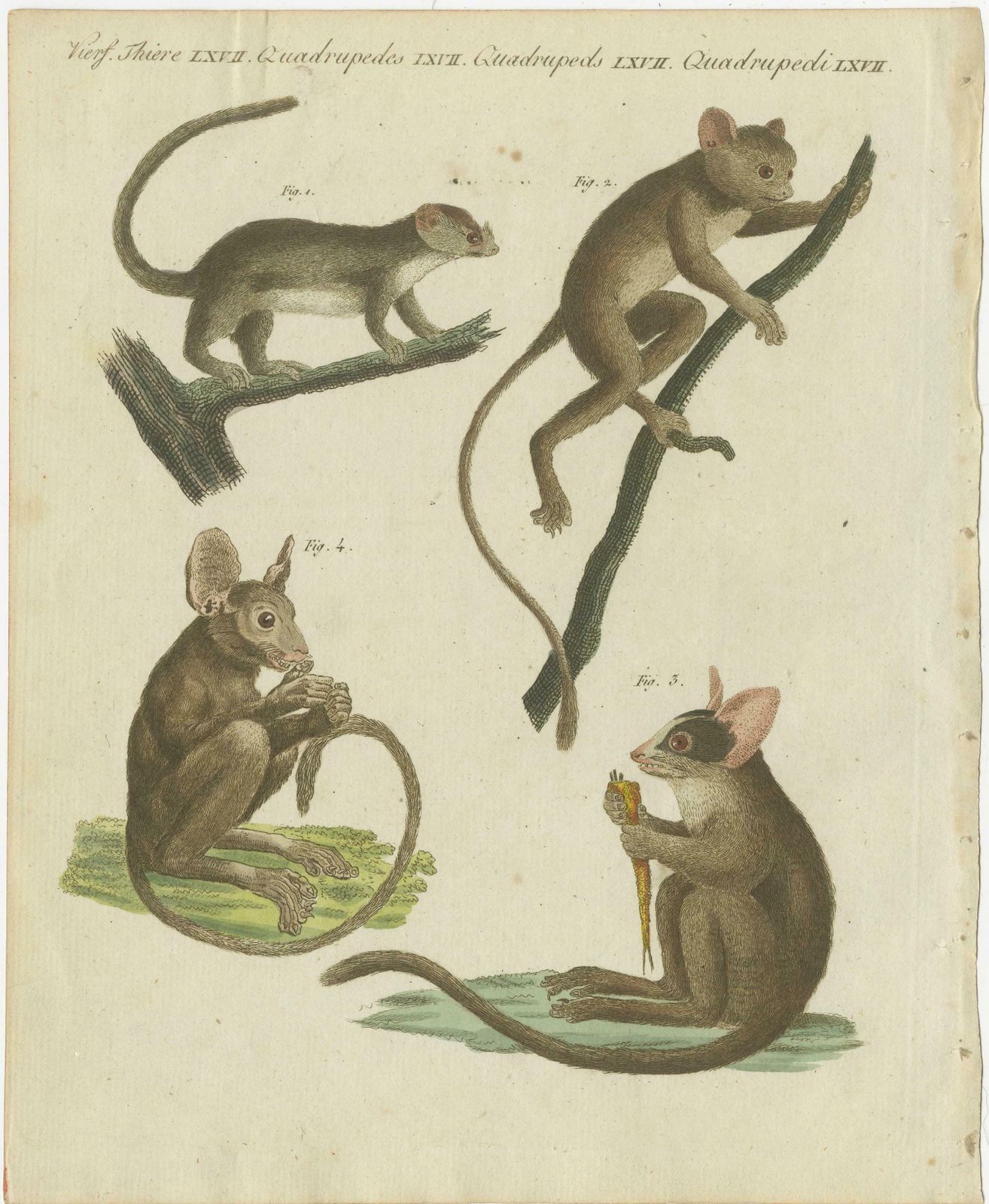Original Antique Print Of Maki Or Lemur Species photo furniture