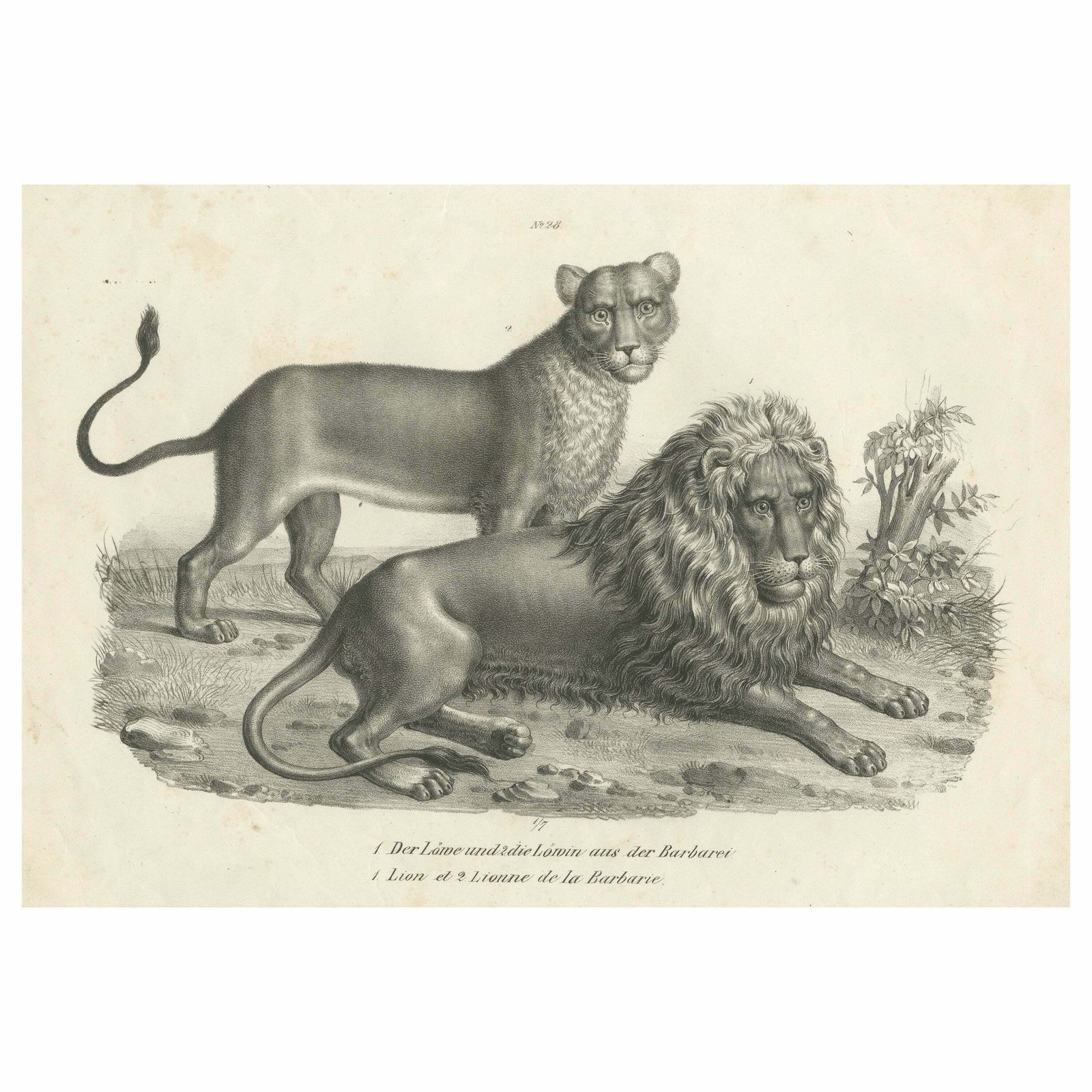 Original Antique Print Of A Barbary Lion And Lioness By Brodtmann