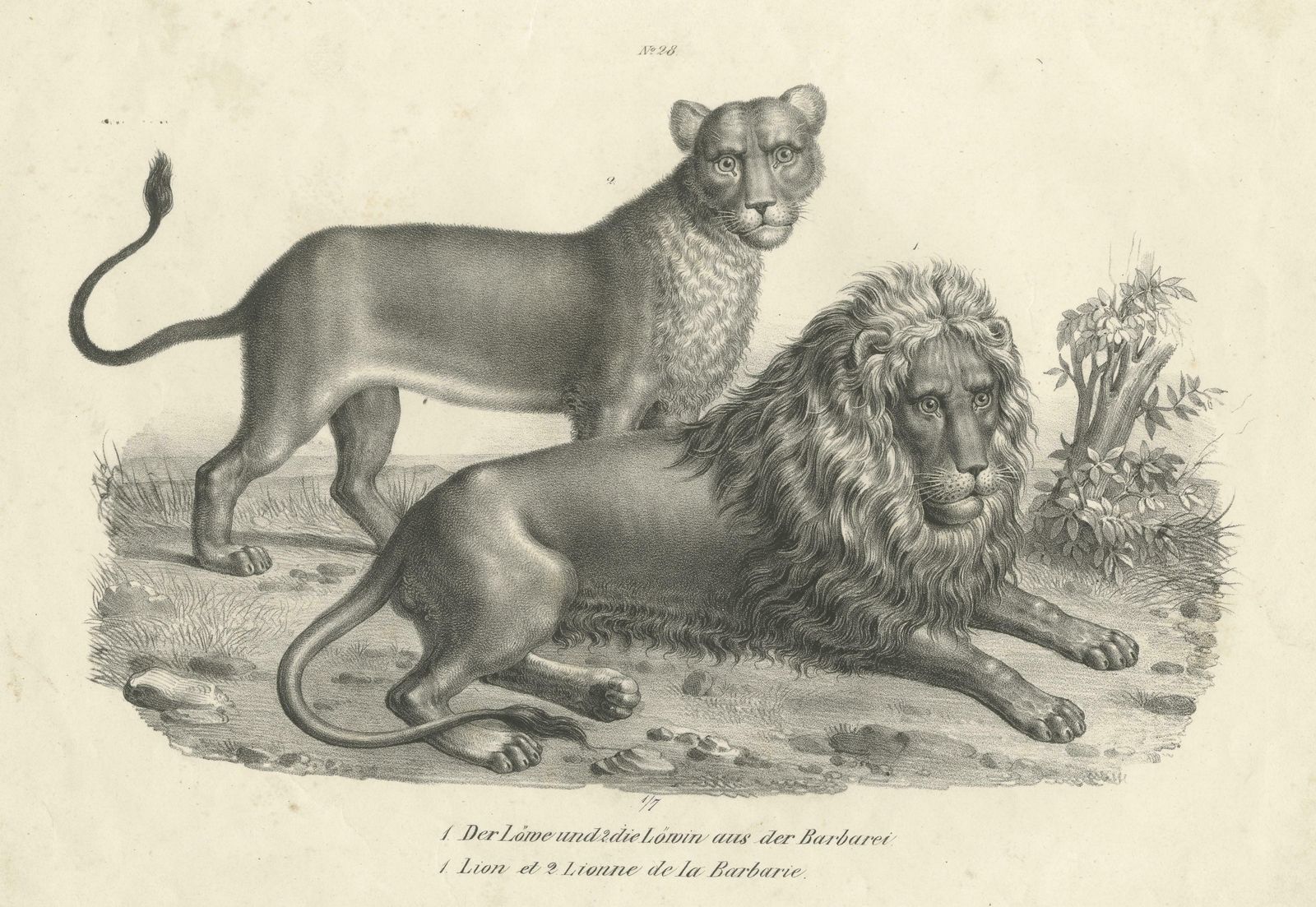Original Antique Print Of A Barbary Lion And Lioness By Brodtmann photo for sale