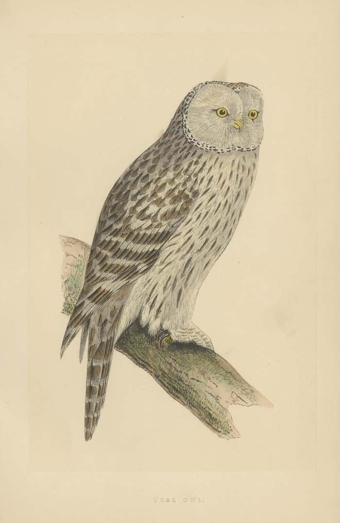 Antique Bird Print Of An Ural Owl photo for sale