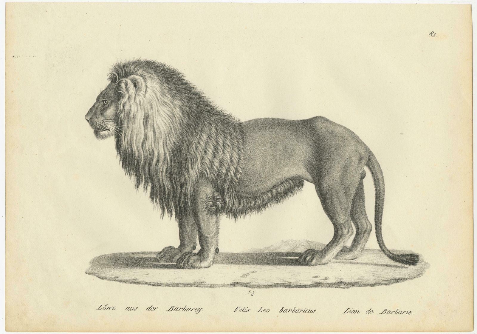 Set Of 2 Antique Prints Of A Barbary Lion And Lioness By Brodtmann photo furniture