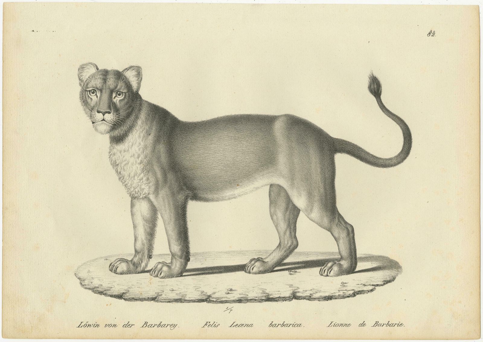 Set Of 2 Antique Prints Of A Barbary Lion And Lioness By Brodtmann photo for sale
