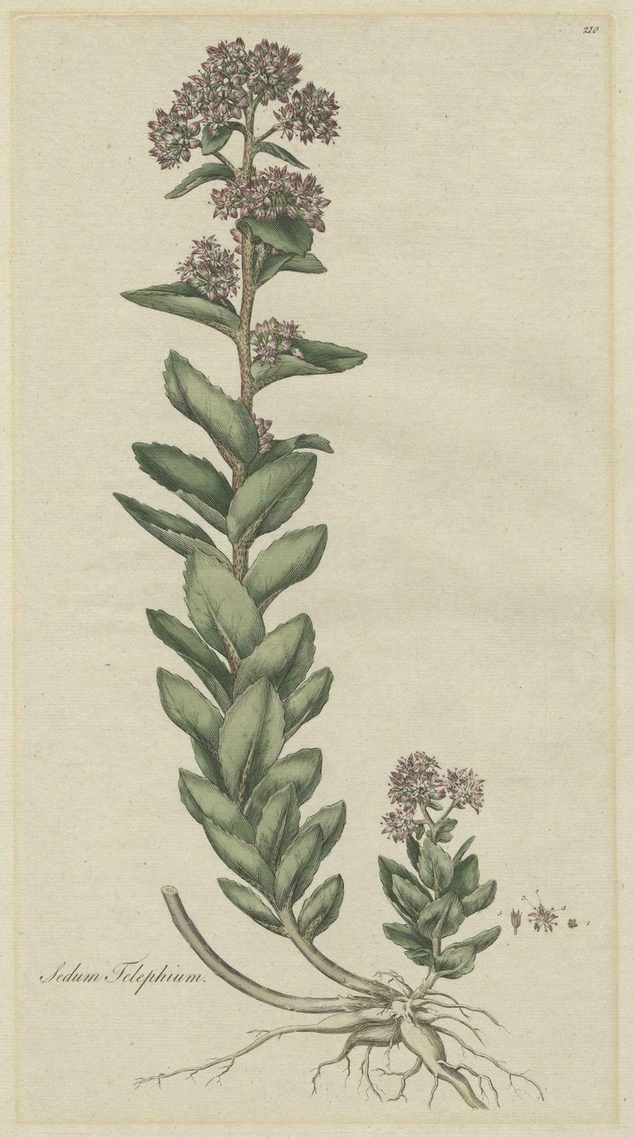 Old Flower Print Of The Frog's Stomach Or Harping Johnny, Ca.1800 photo for sale