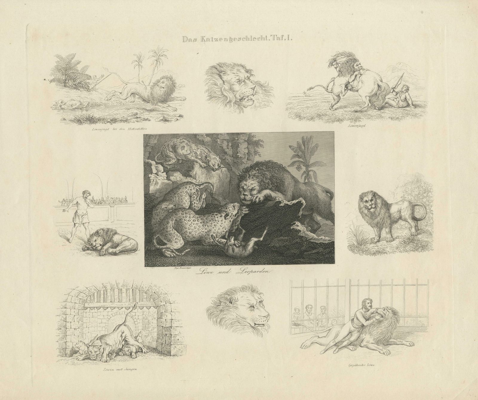 Antique Print With Nine Illustrations Of Various Lions And Leopards photo for sale