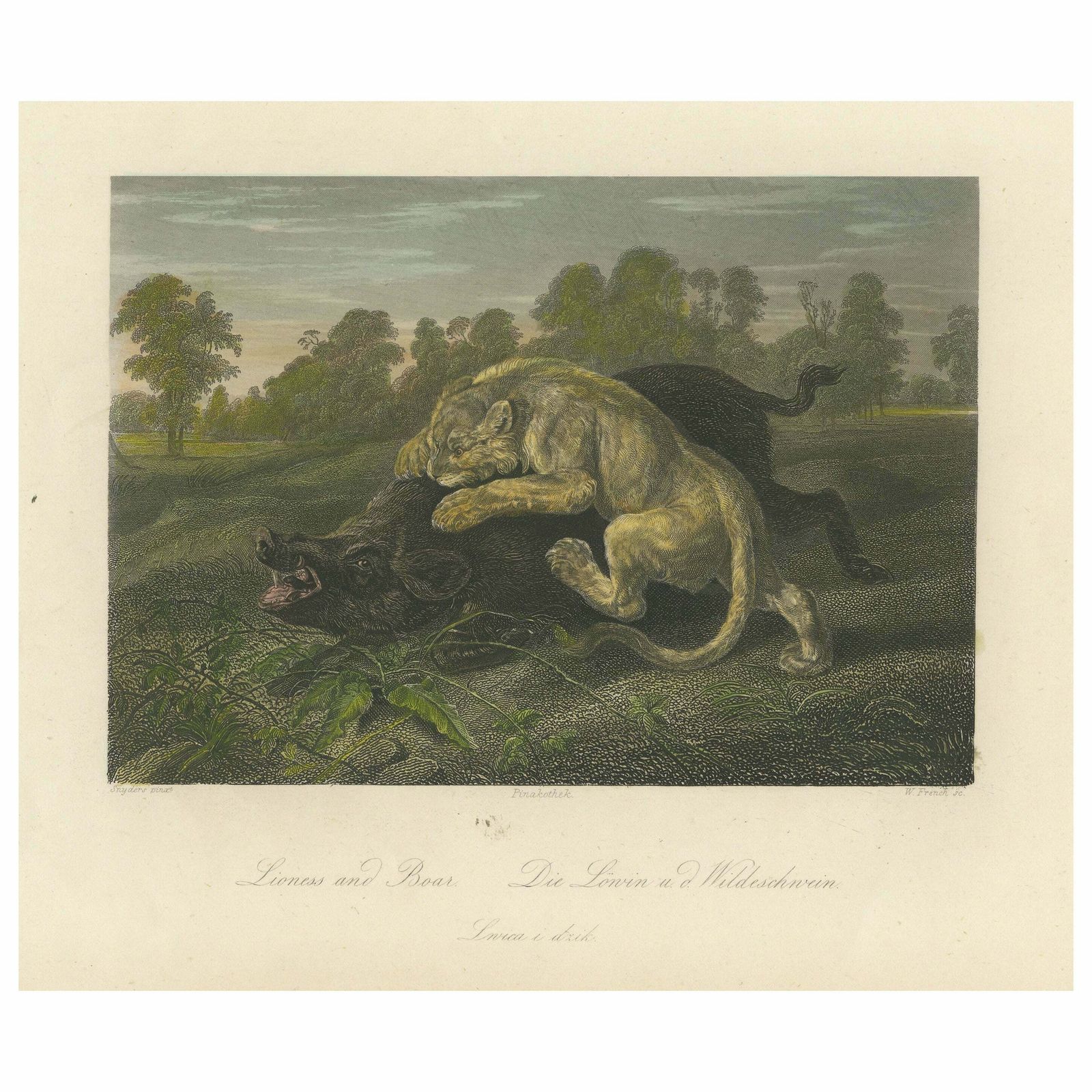 Original Steel Engraving Of A Lioness And Boar