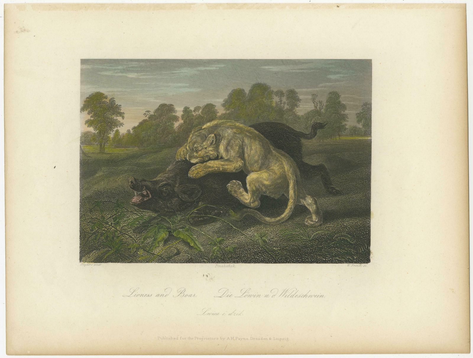 Original Steel Engraving Of A Lioness And Boar photo furniture