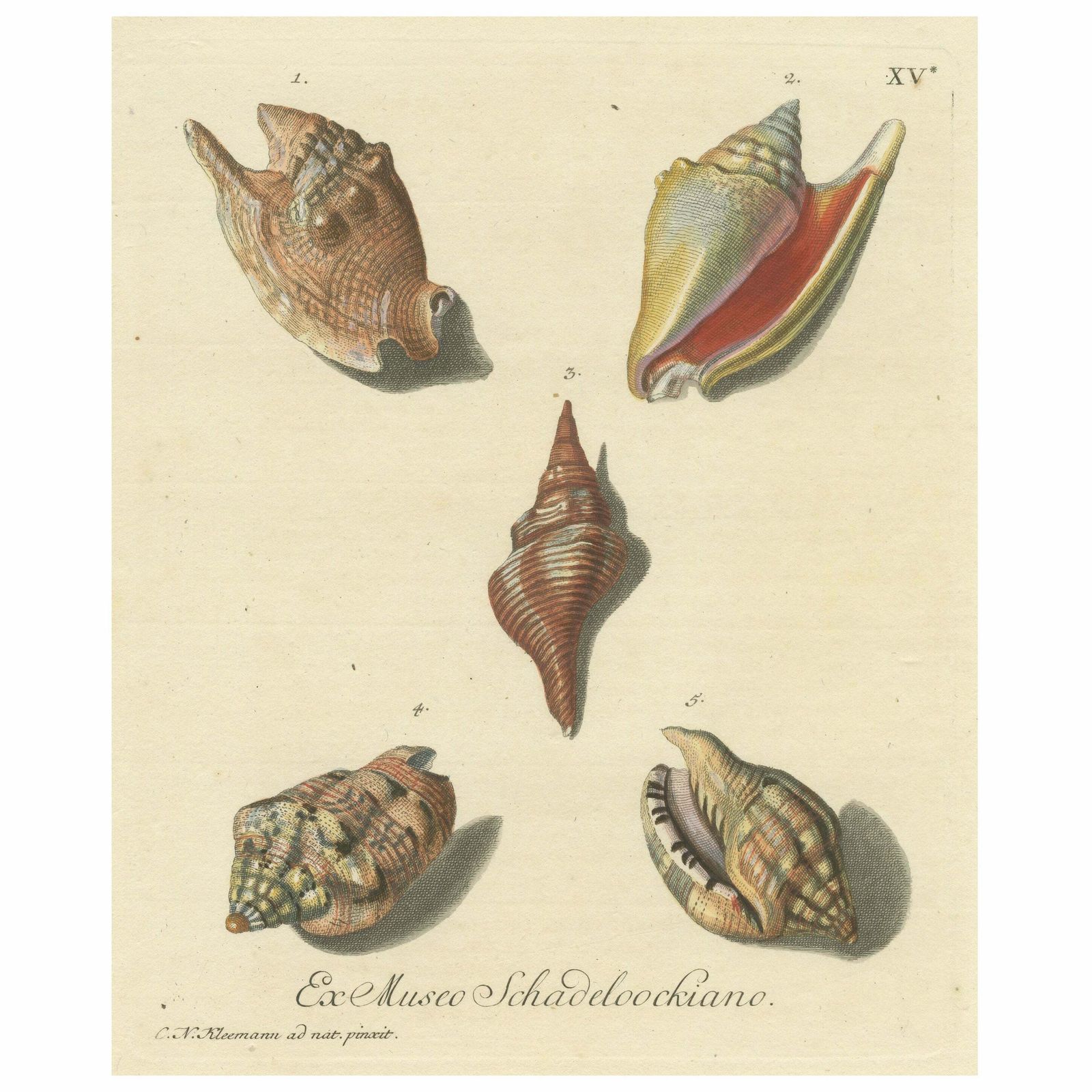 Original Antique Print Of Various Seashells By G.W. Knorr