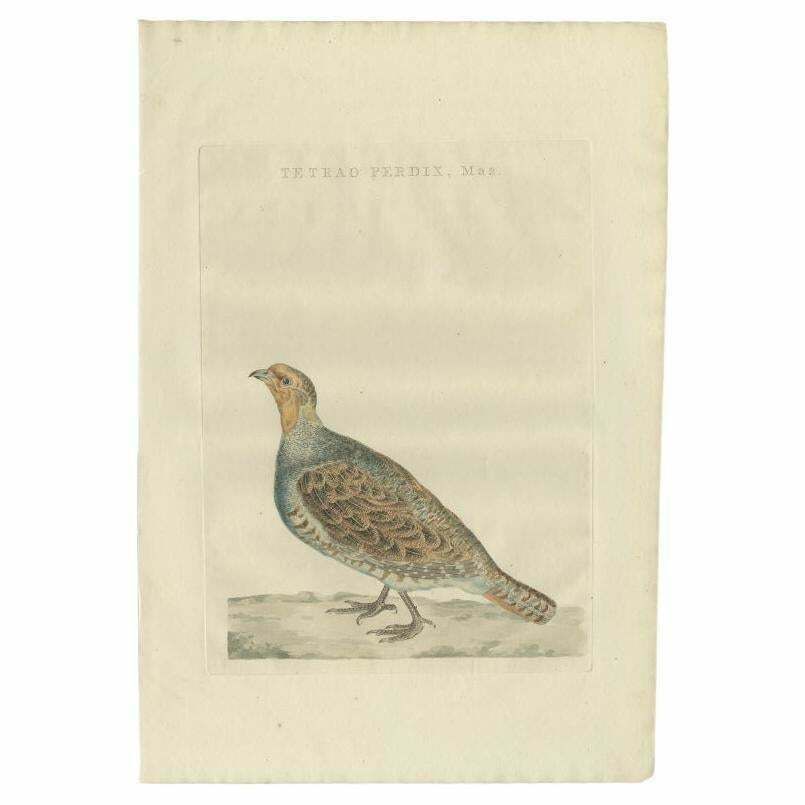 Antique Bird Print Of A Male Grey Partridge By Sepp & Nozeman, 1789