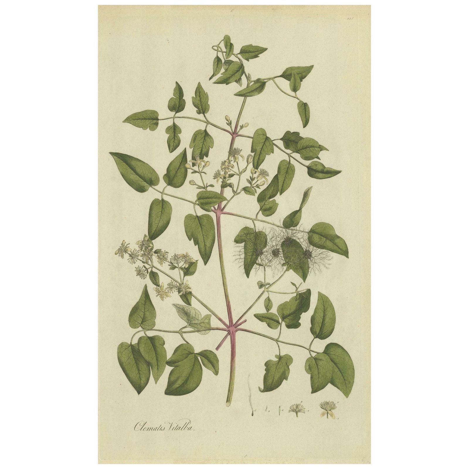 Antique Botany Print Of The Clematis Vitalba By Curtis, Circa 1777