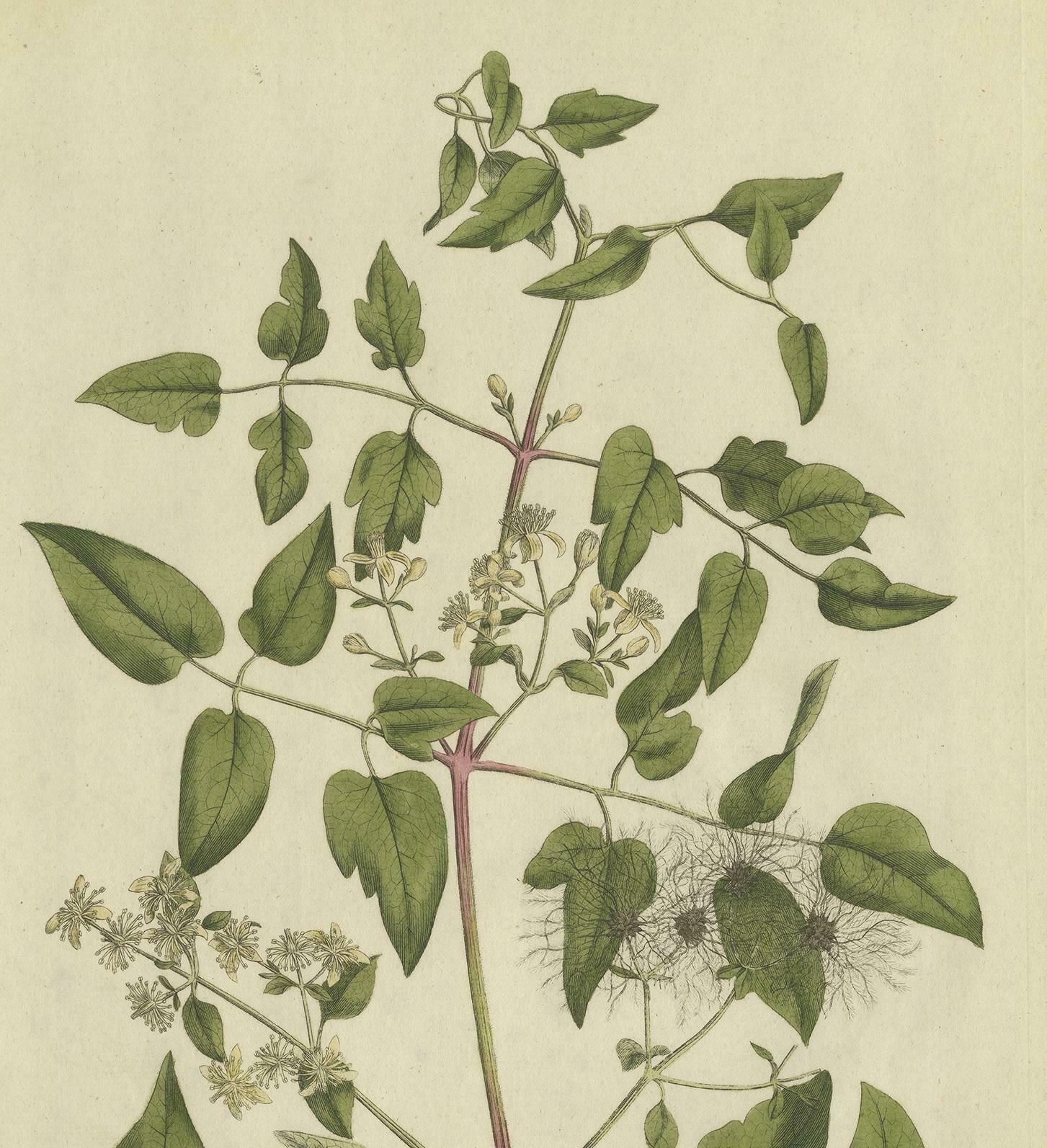 Antique Botany Print Of The Clematis Vitalba By Curtis, Circa 1777 photo for sale