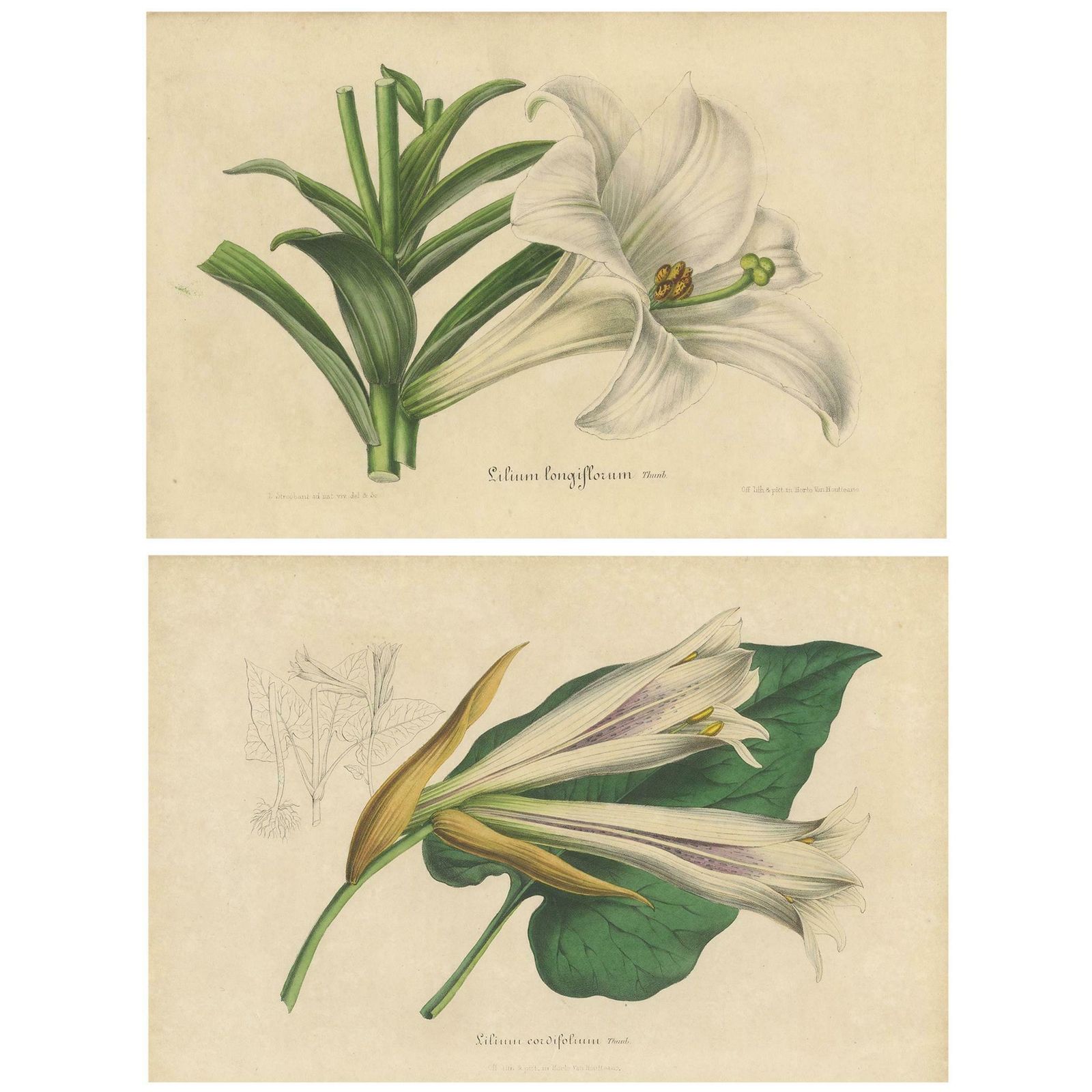 Set Of 2 Antique Botany Prints Of The Easter Lily And Heart Leaved Lily '1847'