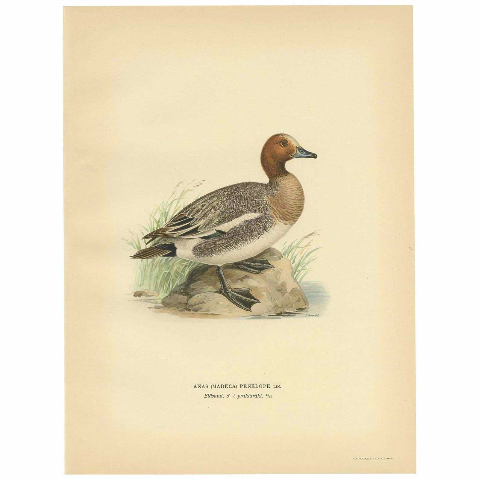 Antique Bird Print Of The Eurasian Wigeon, '1929'