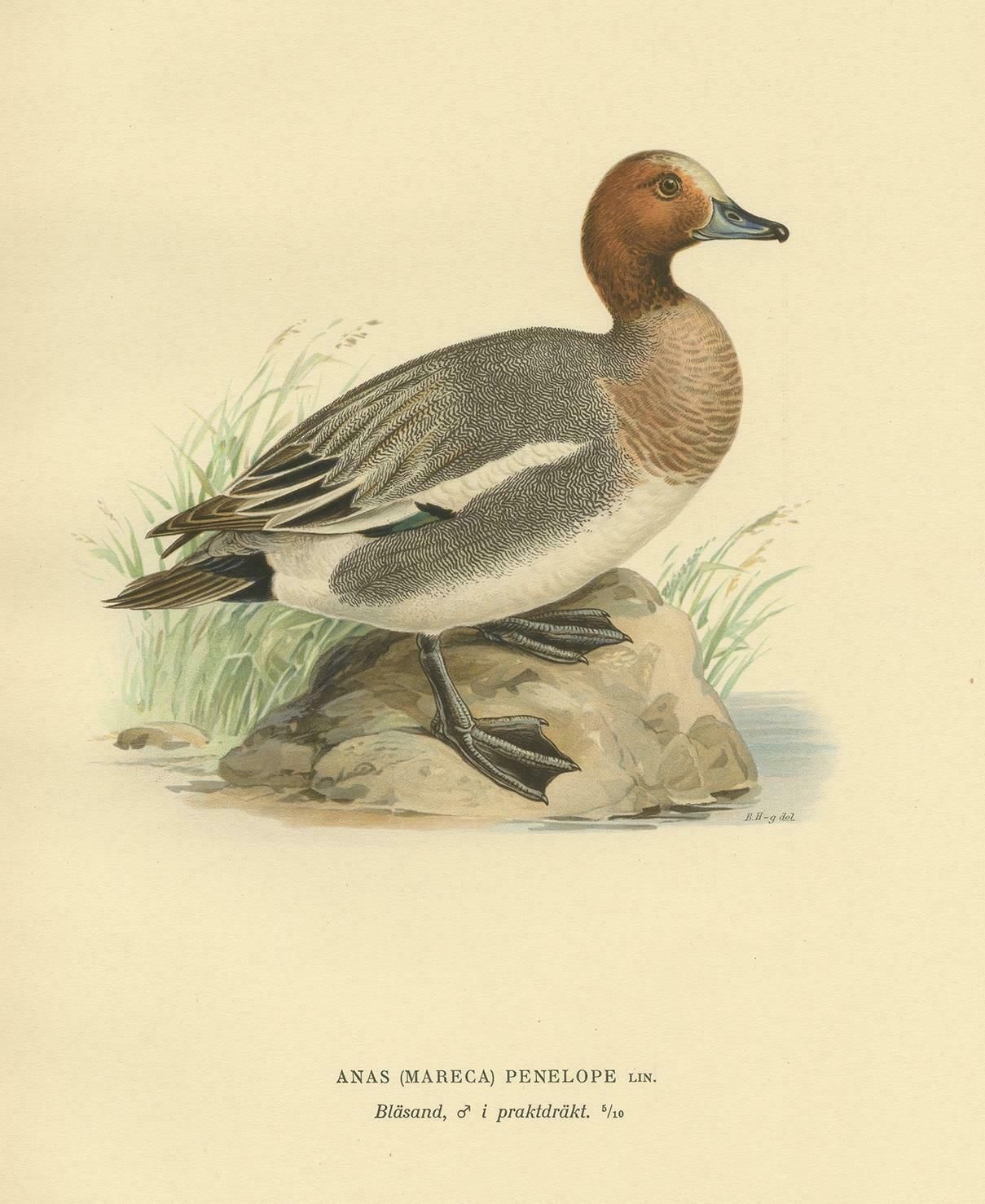 Antique Bird Print Of The Eurasian Wigeon, '1929' photo for sale