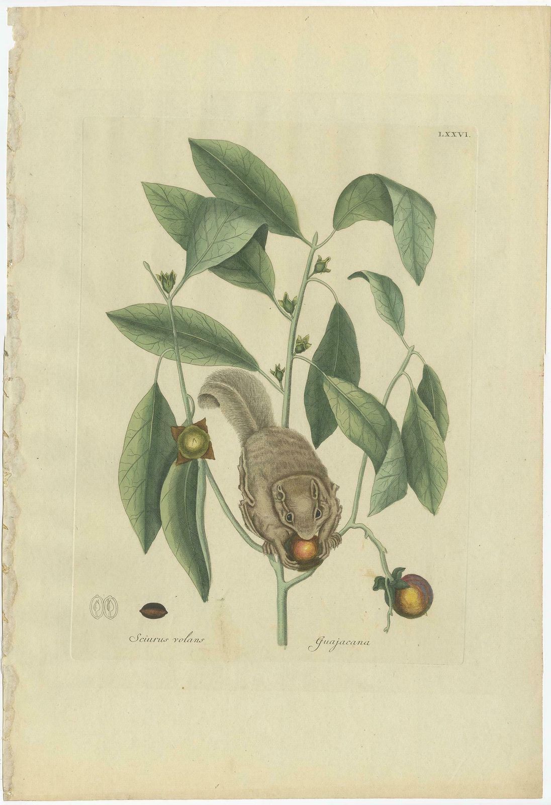 Set Of Two Antique Prints, Flying Squirrel, Blue Tail Lizard By Catesby '1777' photo for sale