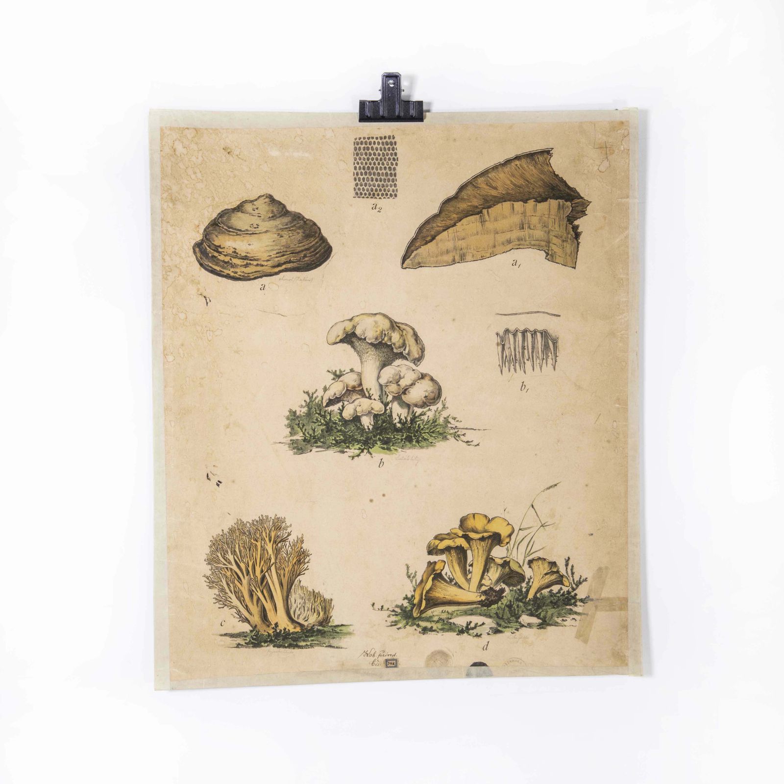 Early 20th Century Fungi Educational Poster