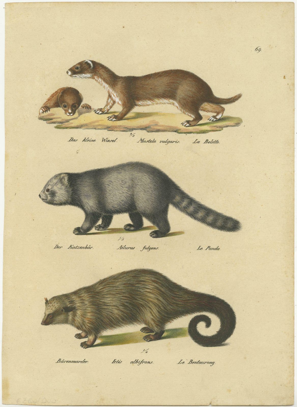 Antique Hand Colored Print Of A Weasel, Panda And Wolverine photo furniture