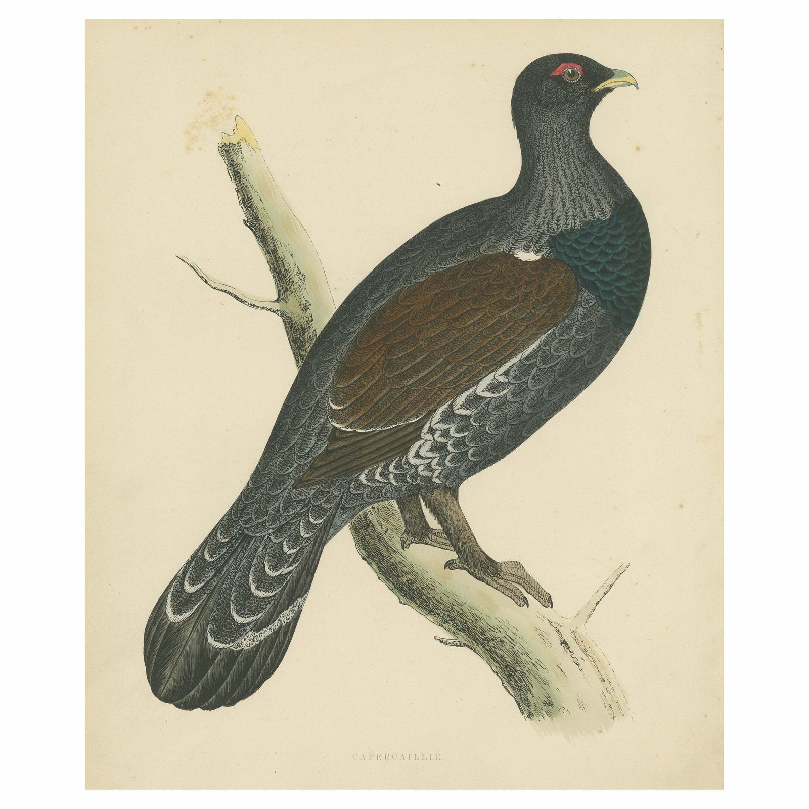 Original Antique Print Of A Capercaillie Bird