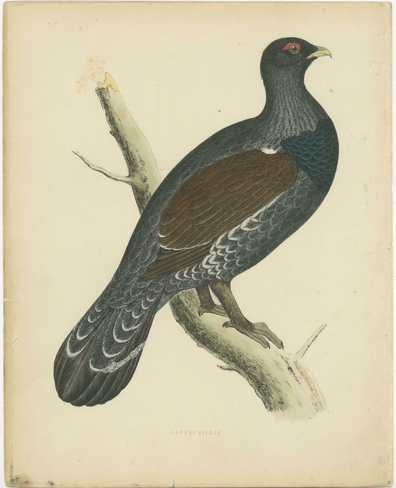 Original Antique Print Of A Capercaillie Bird photo furniture