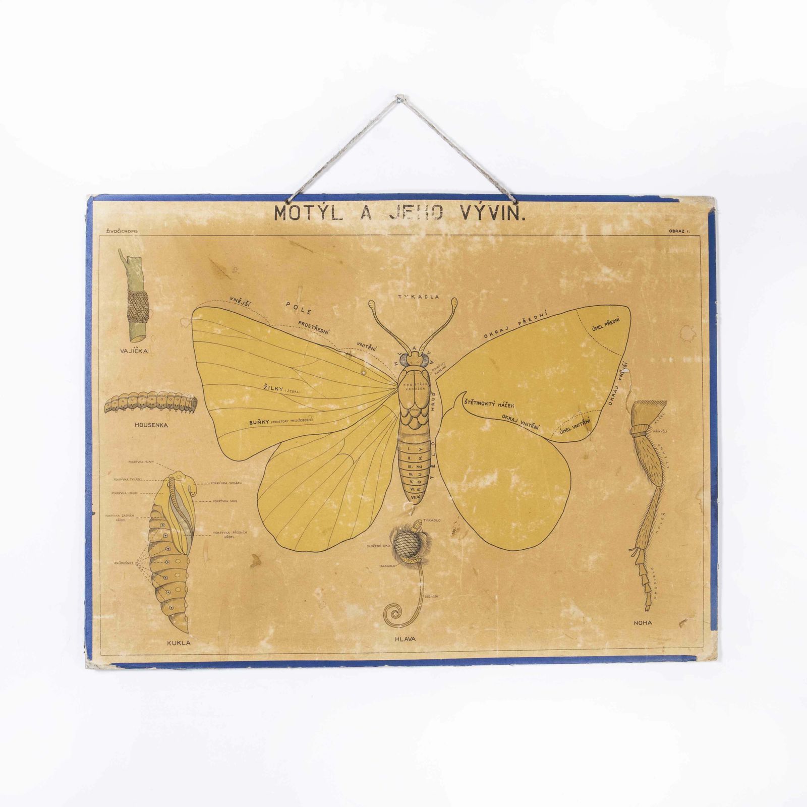 Early 20th Century Butterfly Anatomy Educational Poster