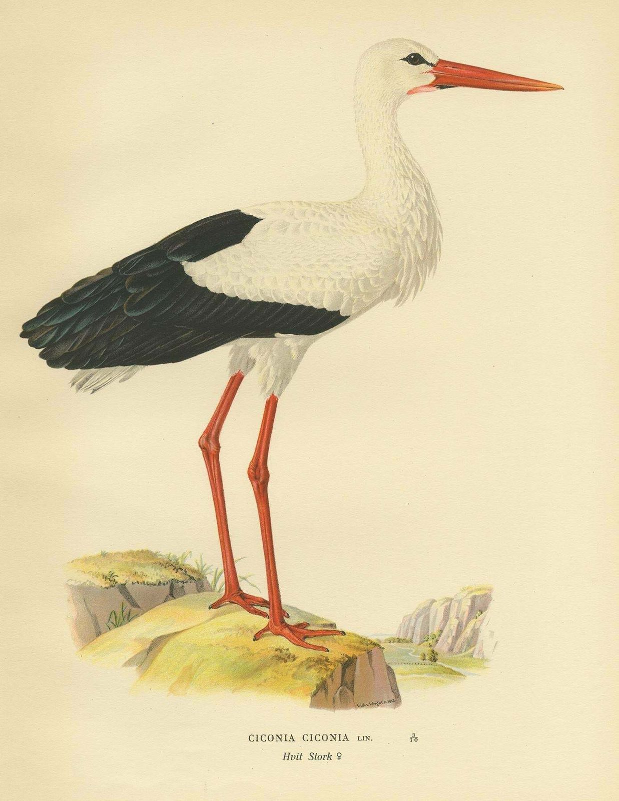 Original Antique Bird Print Of The White Stork, '1929' photo furniture