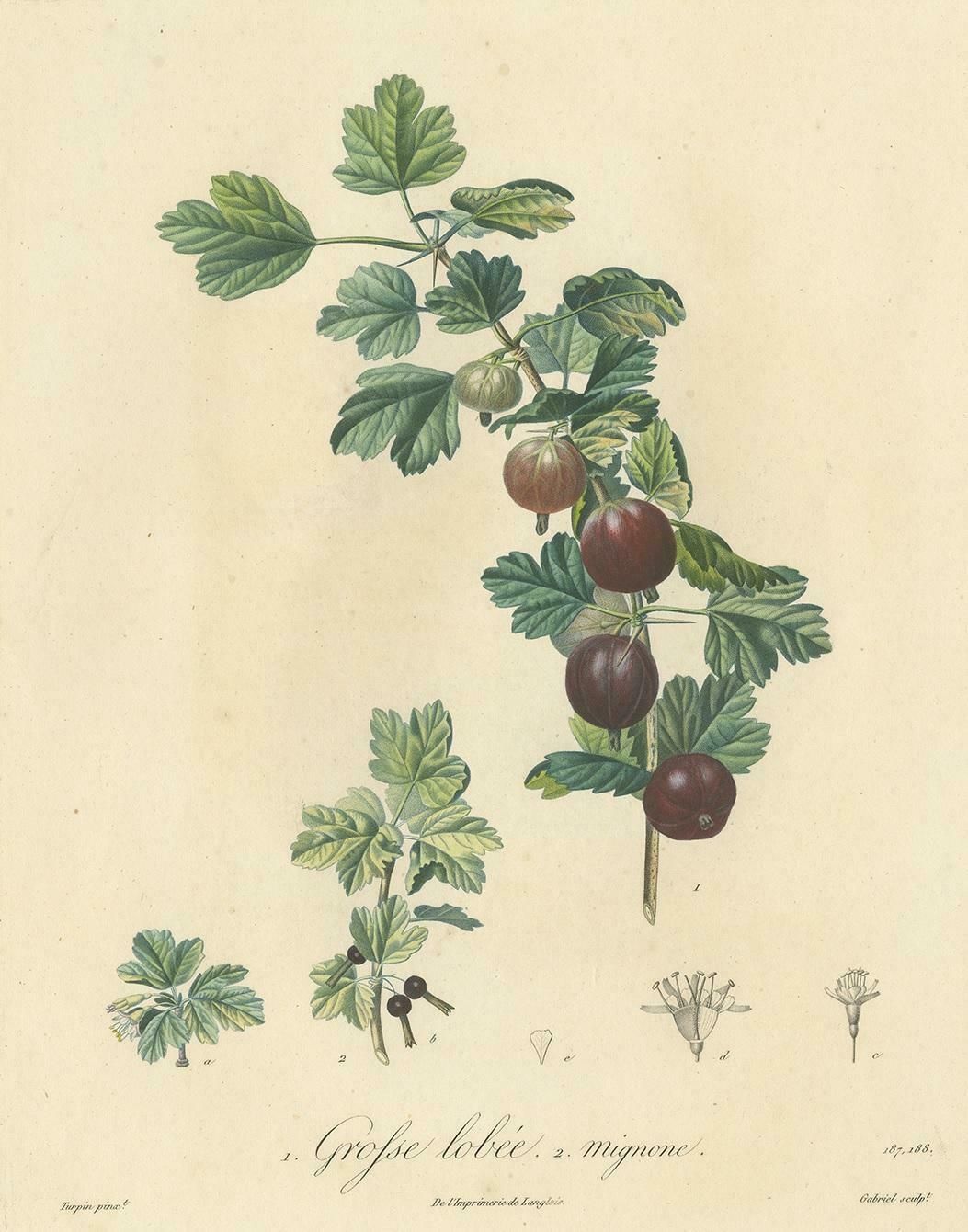Antique Print Of Gooseberry By Du Monceau, Circa 1820 photo furniture