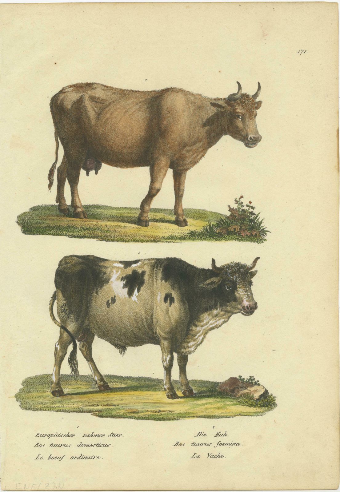 Antique Hand Colored Print Of A European Bull And Cow photo furniture