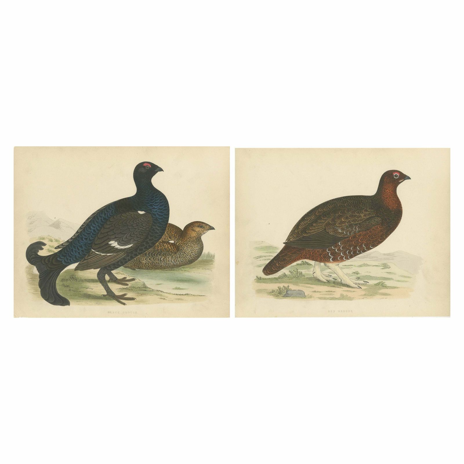 Set Of 2 Antique Prints Of A Black Grouse And Red Grouse