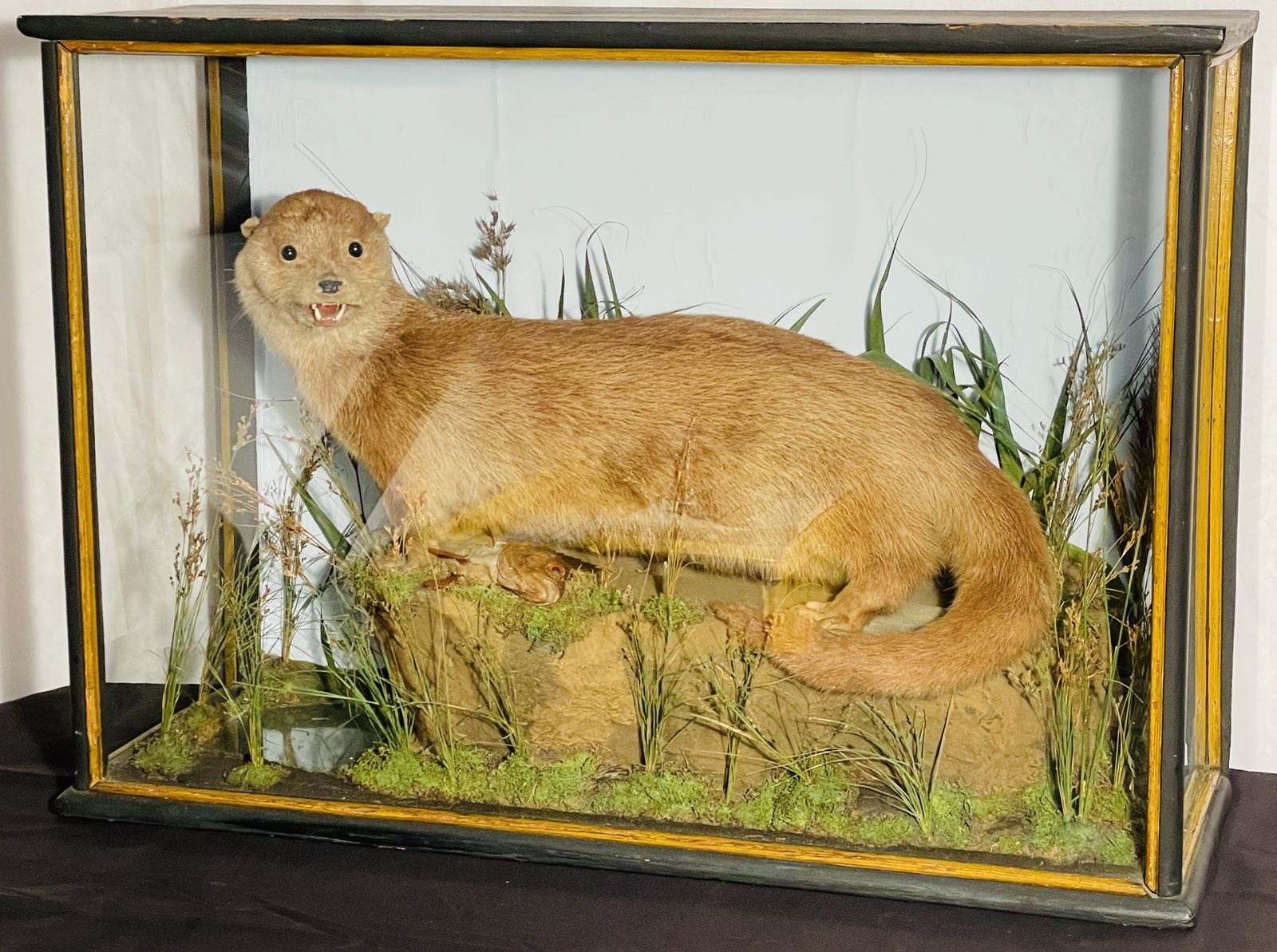 Fine Quality Taxidermy Cased Otter By J Dobson photo furniture