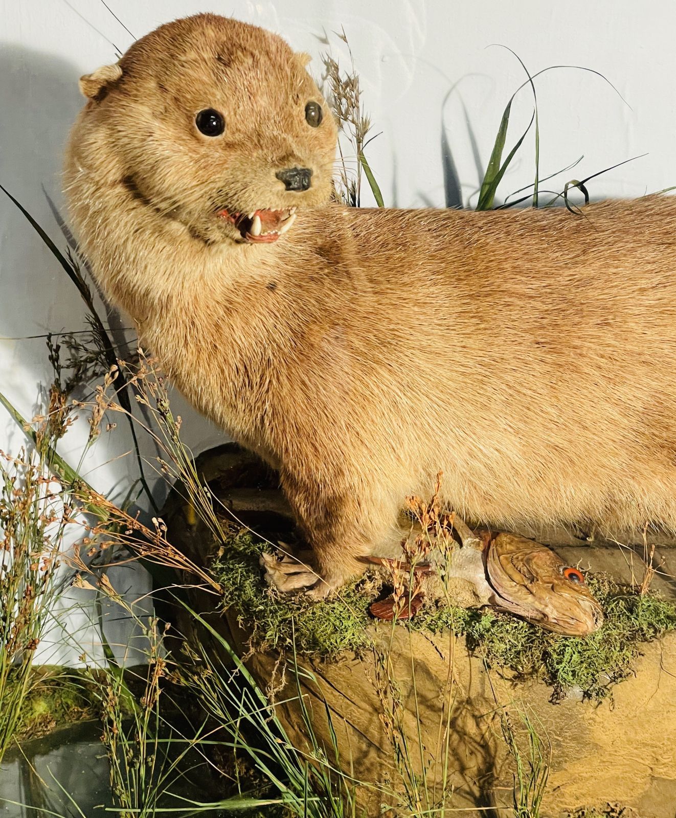 Fine Quality Taxidermy Cased Otter By J Dobson photo for sale