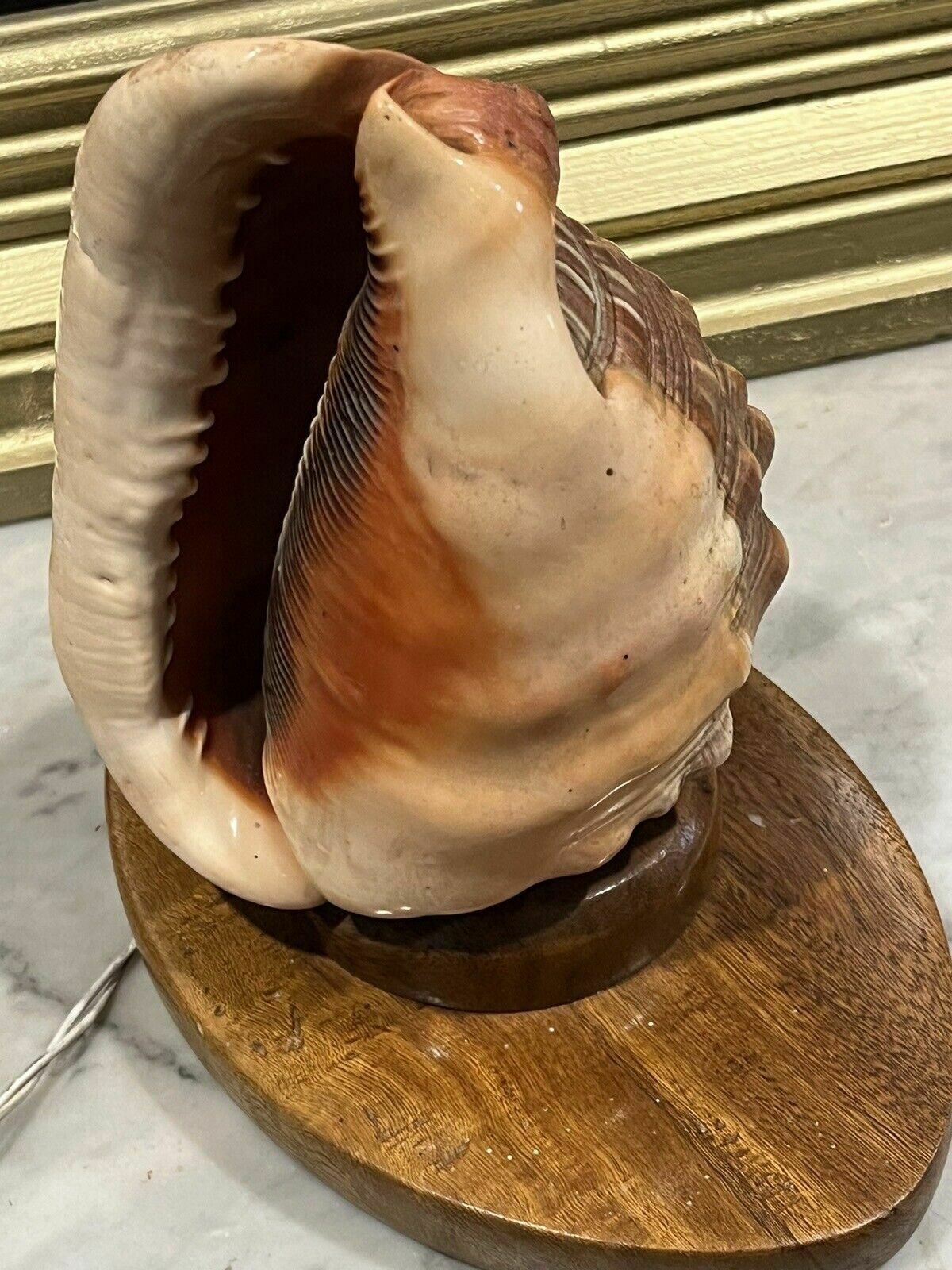 1950's Conch She'll Lamp Night  Mood Light photo for sale