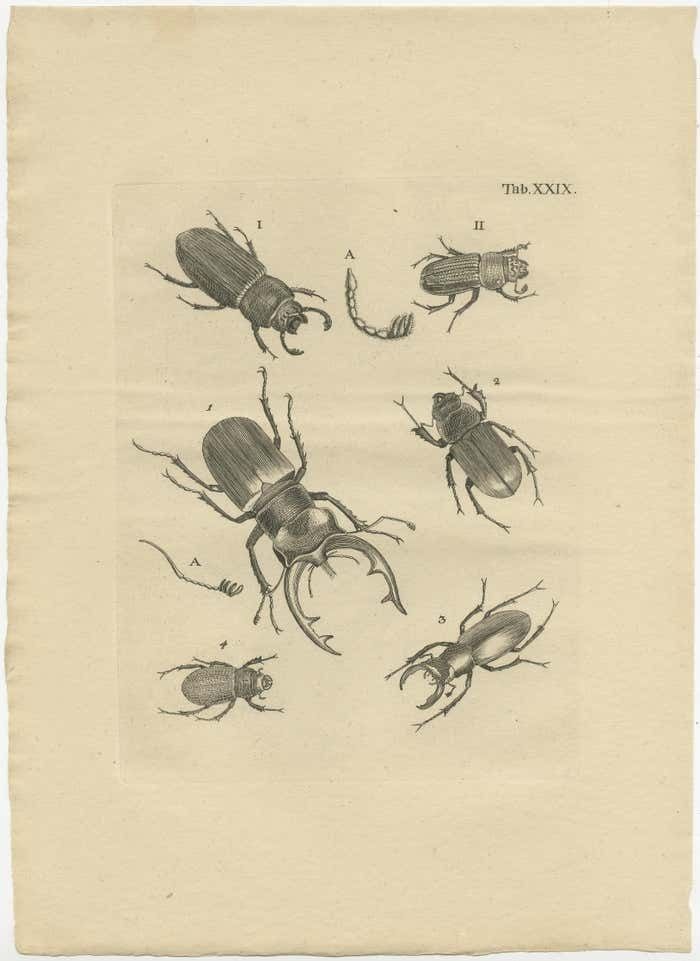 Set Of 3 Antique Prints Of Various Beetles photo furniture