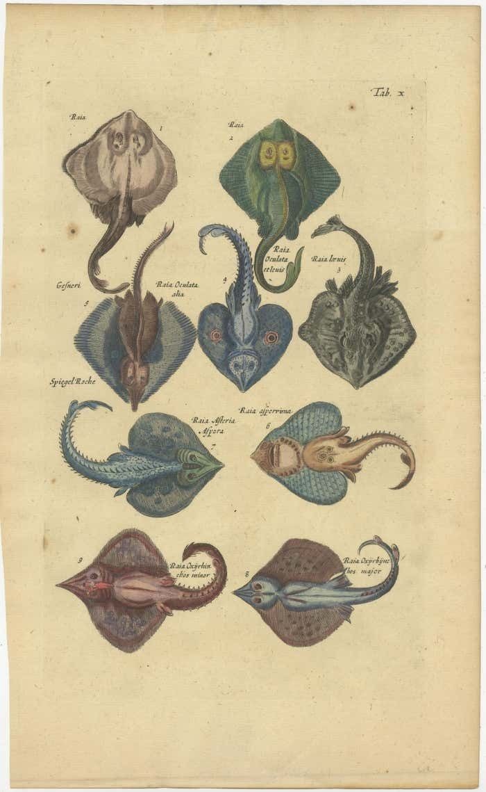 Stunning Decorative Original Antique Print Of Various Raja Fish Species photo Art
