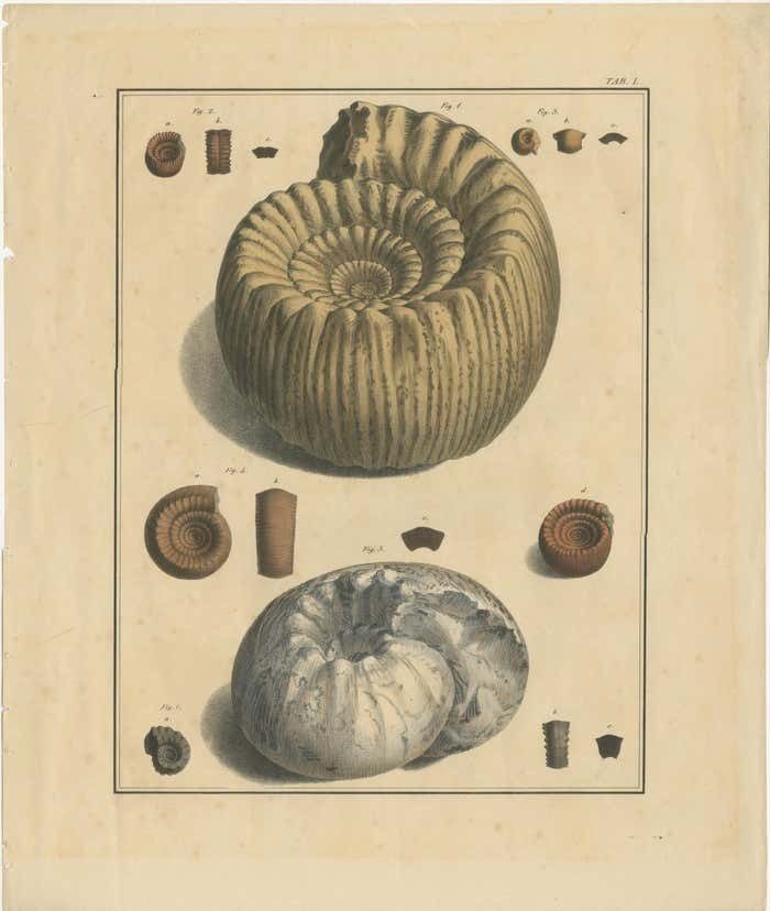 Set Of 2 Large Lithographs Of Fossils photo furniture