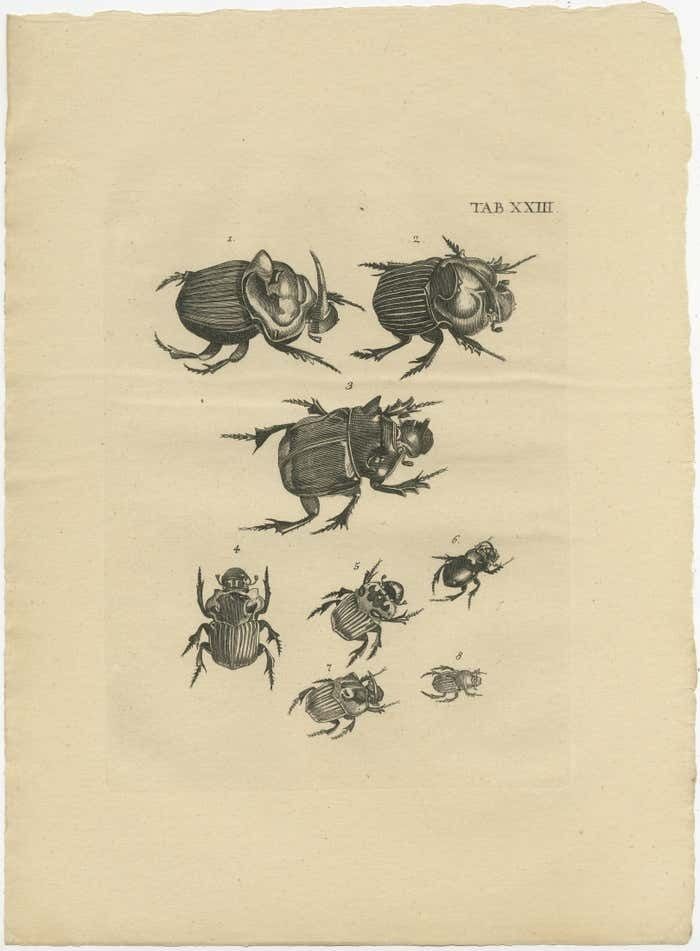 Set Of 5 Antique Prints Of Various Beetles photo Art