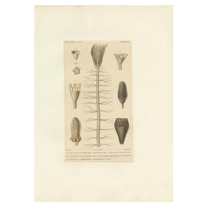 Antique Print Of Fossils And Other Marine Life By Guérin, C.1829