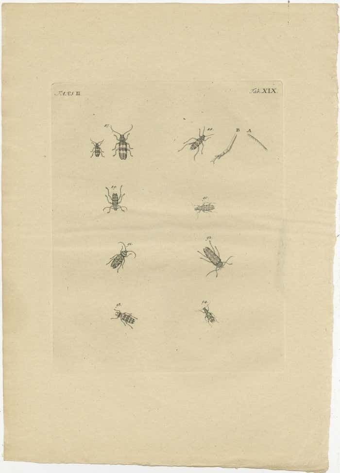 Set Of 2 Antique Prints Of Various Small Beetles photo for sale