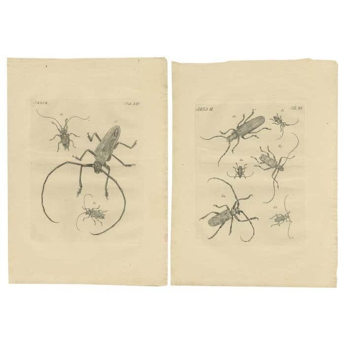 Set Of 2 Antique Prints Of Various Beetles