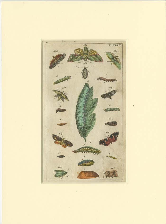Set Of 6 Antique Butterfly Prints Also Showing Caterpillars And Pupae photo for sale