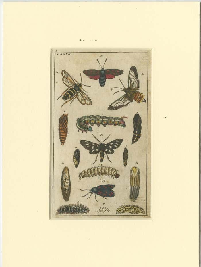 Set Of 3 Antique Butterfly Prints Also Showing Caterpillars And Pupae photo Art
