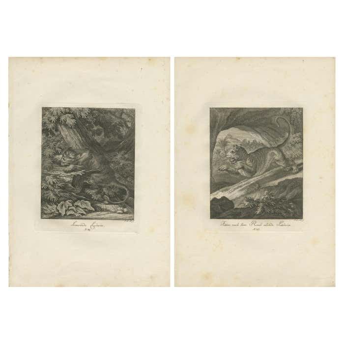 Set Of 2 Antique Prints Of A Lioness Hunting And Resting