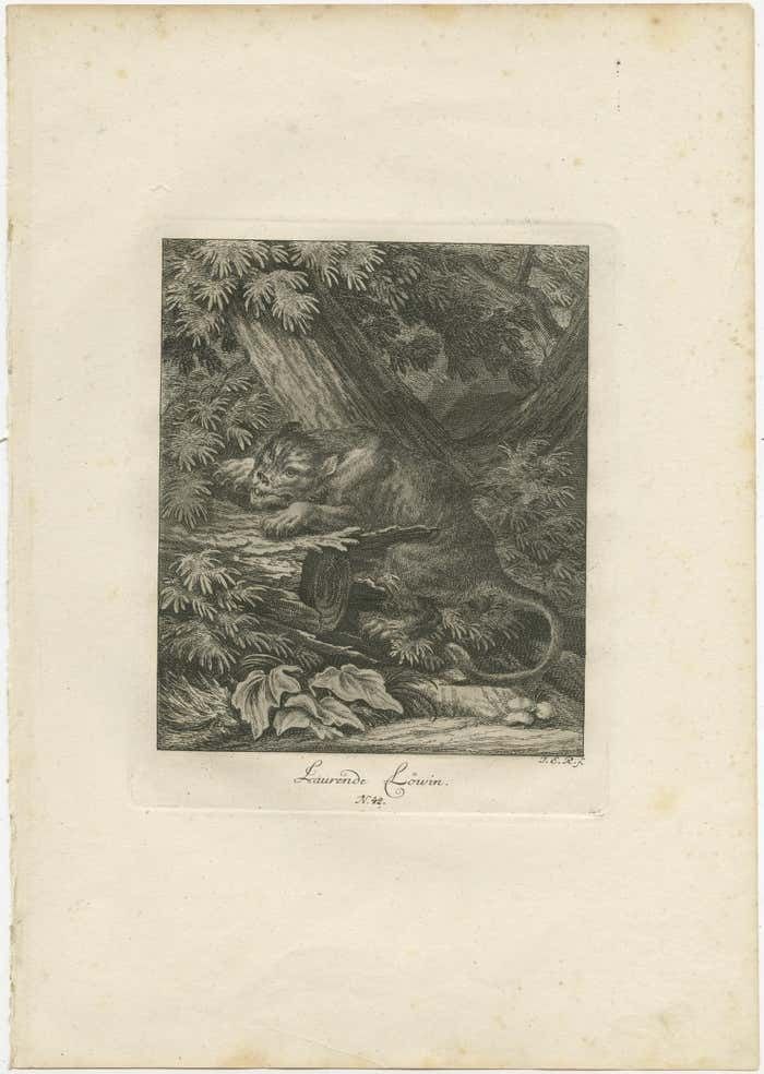 Set Of 2 Antique Prints Of A Lioness Hunting And Resting photo furniture
