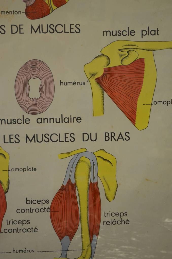 Mid Century French Medical Poster photo 225.0