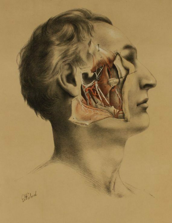 G Ellis 1864 Illustration Of Dissection The Face. Anatomy Lithograph