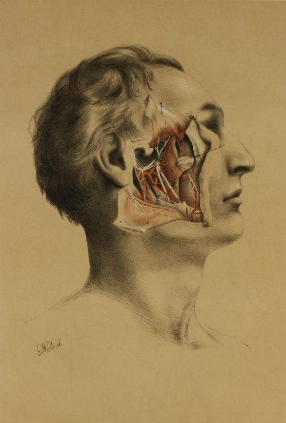 G Ellis 1864 Illustration Of Dissection The Face. Anatomy Lithograph photo vintage