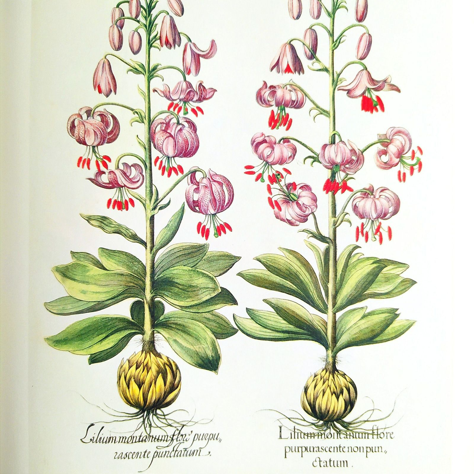 1st.Edition Botanical Book.Tha Garden At Eichstatt Botanical Illustration Book photo buy