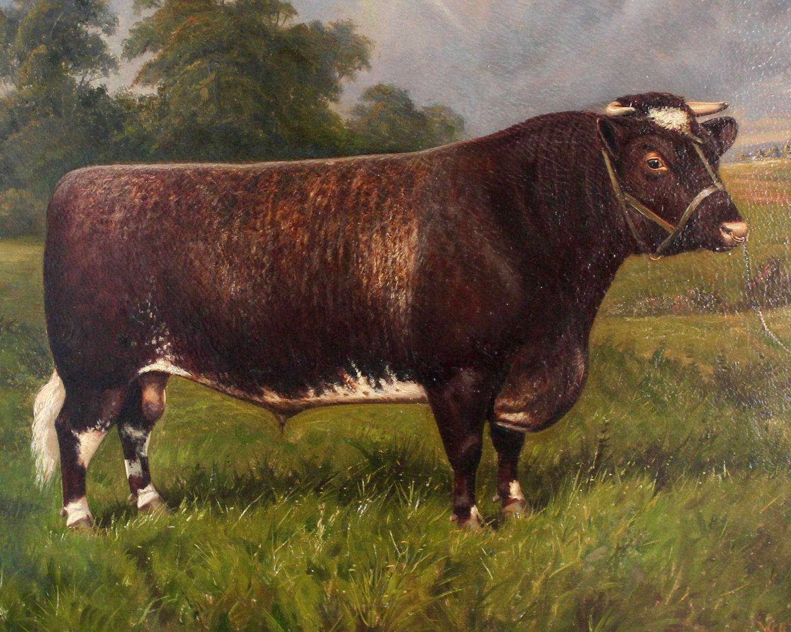 Shorthorn Bull Oil Painting: Castleton Style photo for sale