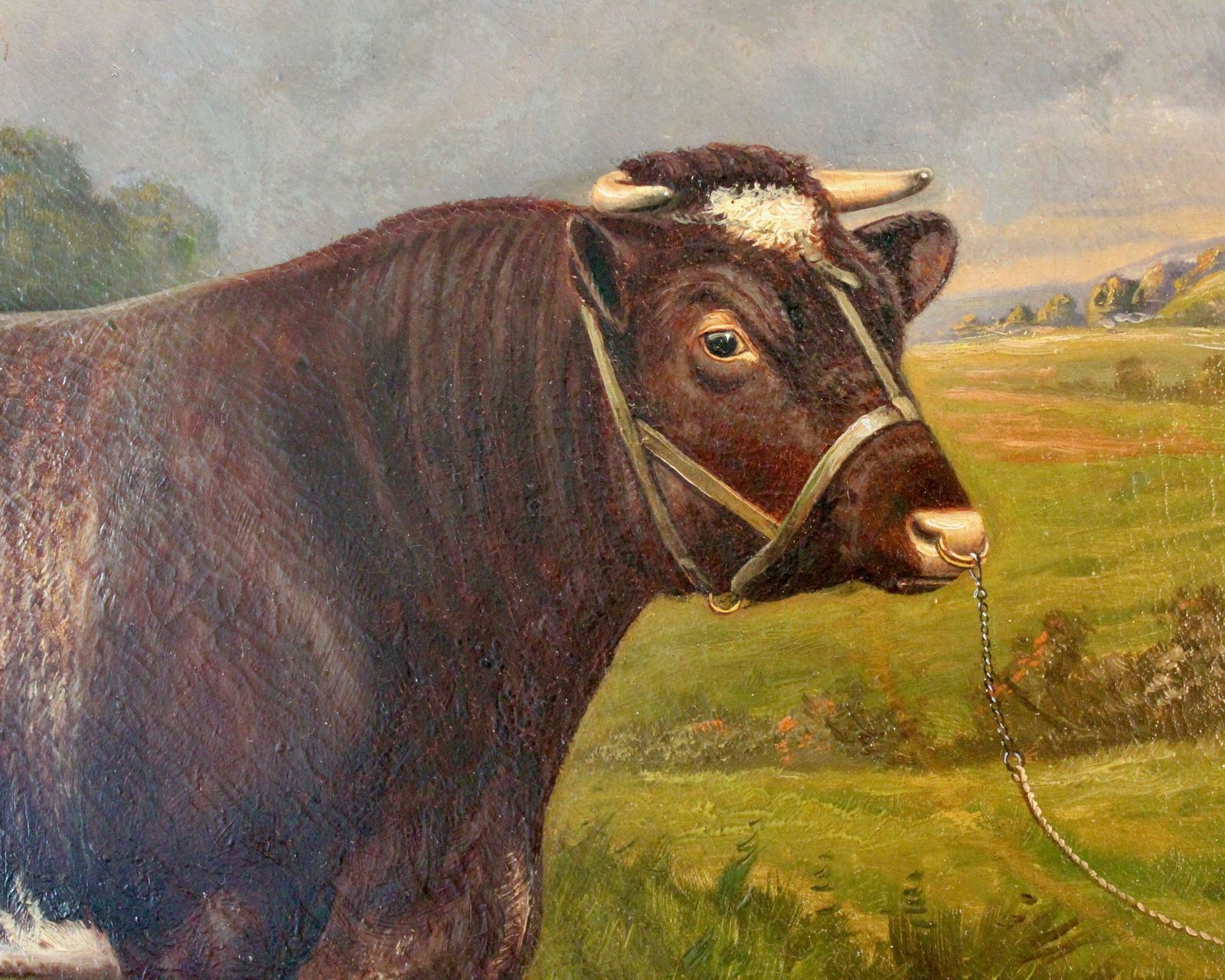 Shorthorn Bull Oil Painting: Castleton Style photo Art