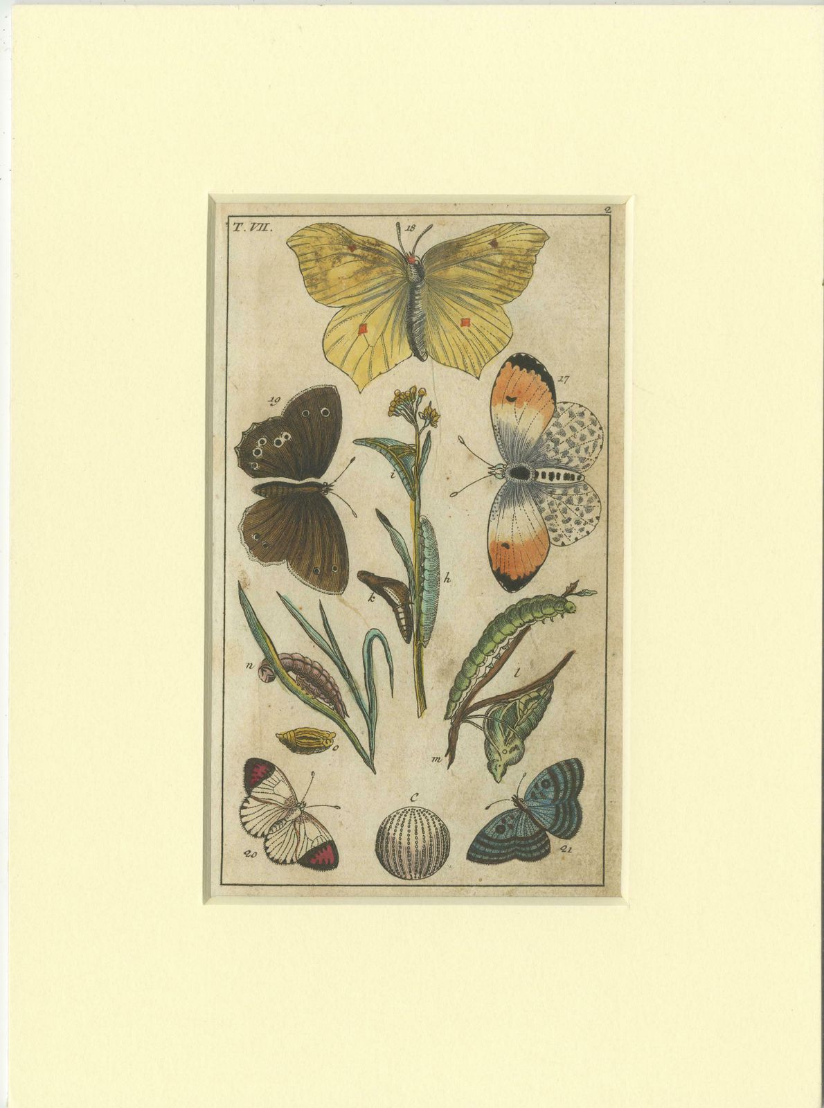 Set Of 4 Antique Butterfly Prints Also Showing Caterpillars And Pupae photo furniture