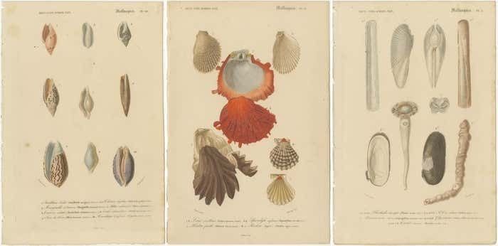Aquatic Elegance: Molluscan Diversity Illustrated And Hand Colored In 1849 photo 442.0